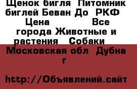 Щенок бигля. Питомник биглей Беван-До (РКФ) › Цена ­ 20 000 - Все города Животные и растения » Собаки   . Московская обл.,Дубна г.